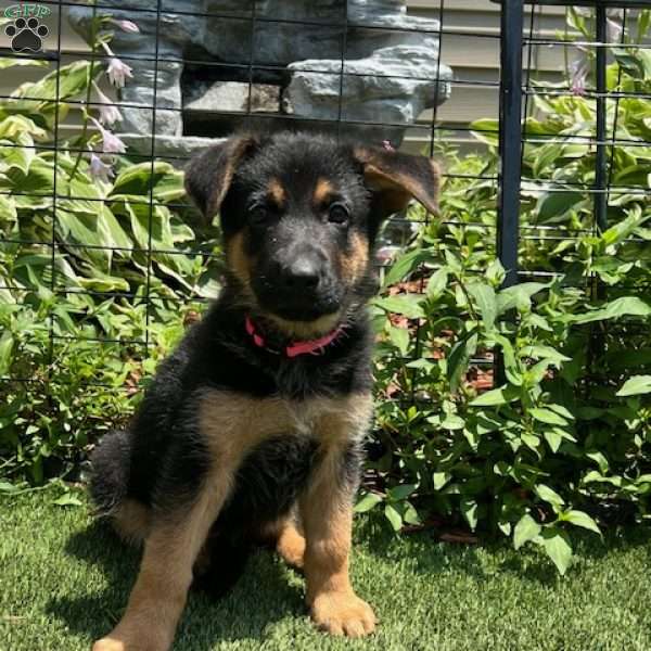Tinkerbell, German Shepherd Puppy
